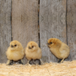 Buff Silkie Bantam