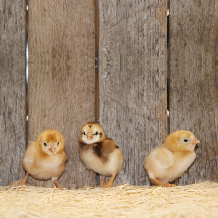 Cornish Bantam