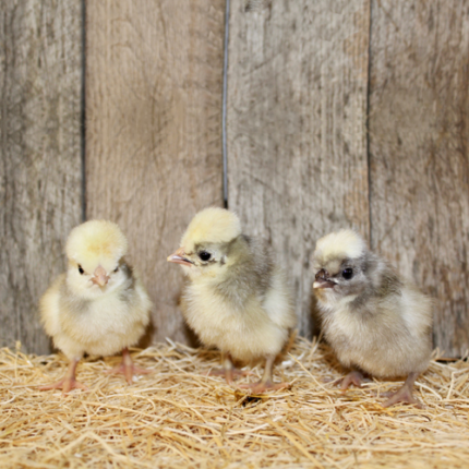 white crested blue polish chicks