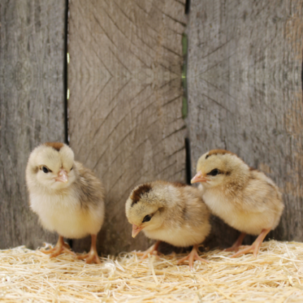 Golden Duckwing Old English Bantam