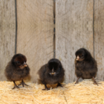 Brown Red Old English Bantam