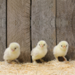 White D’uccle Bantam