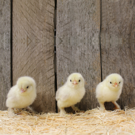 White D’uccle Bantam