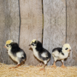 White Crested Black Polish Bantam