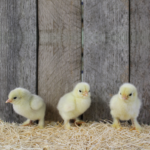 White Cochin Bantam