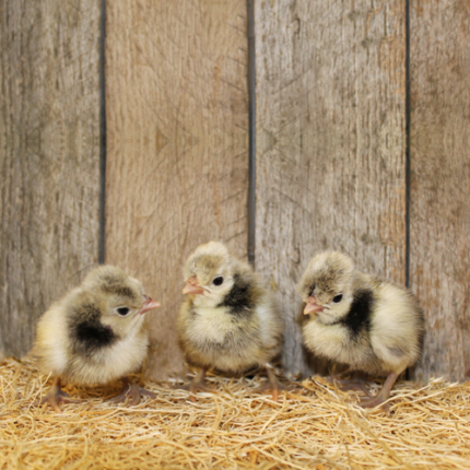 polish silver laced chicken