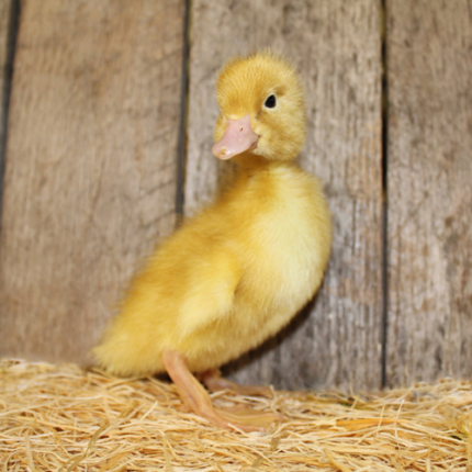 White Pekin Duck