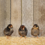 Golden Laced Wyandotte