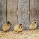 Blue Laced Red Wyandotte Bantam