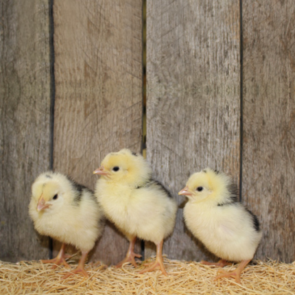 ancona chickens