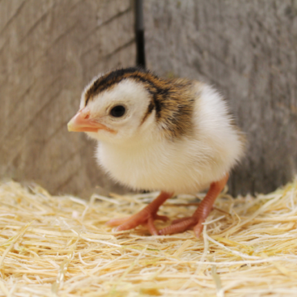 Pied Guinea