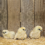 White Silkie Bantam