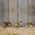 Partridge Silkie Bantam