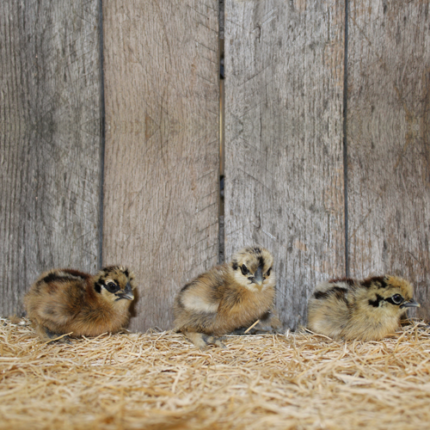 Partridge Silkie Bantam