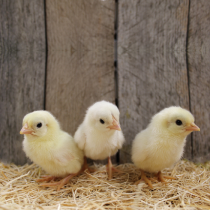 White Japanese Bantam