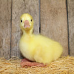 White Chinese Geese