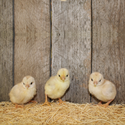 Fawn Silver Duckwing Old English Bantam