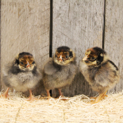 Blue Laced Red Wyandotte