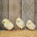 Black Tailed White Japanese Bantam