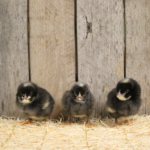 barred rock chicken