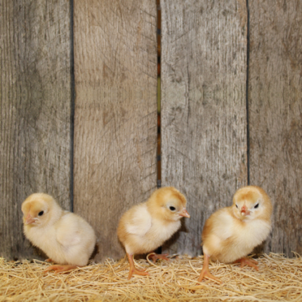 Blue Laced Red Cornish Bantam