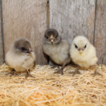 Silver Blue Old English Bantam