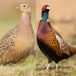 Ringneck Pheasants