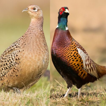 Ringneck Pheasants