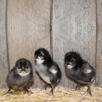 Black Old English Bantam