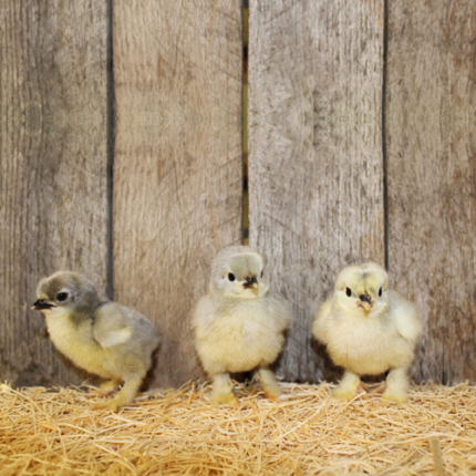 Self Blue Cochin Bantam