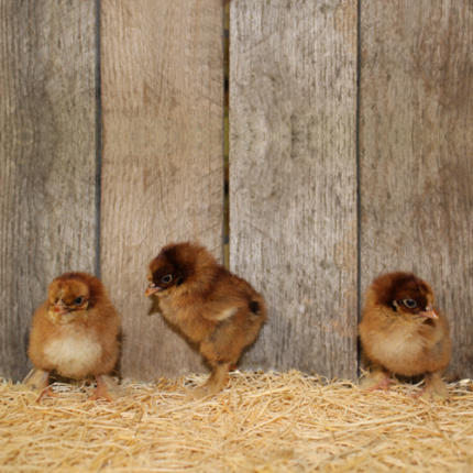 Partridge Cochin Bantam