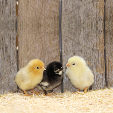 Japanese Bantam