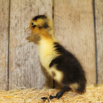 magpie duck