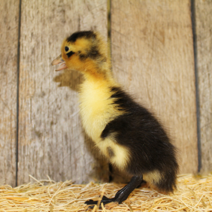 magpie duck