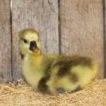 Brown Chinese Geese