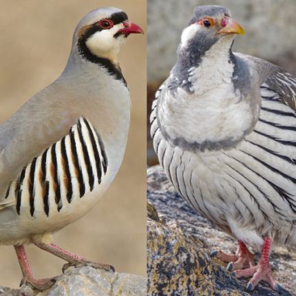 chukar partridge for sale