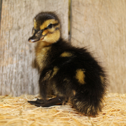 gray mallard duck