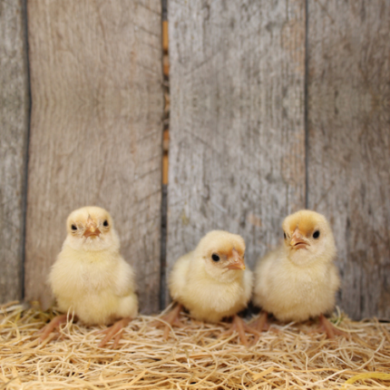 Buff Laced Sebright Bantam