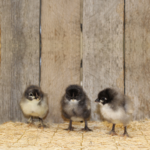 Blue Cuckoo Marans