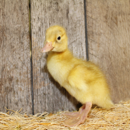 Fawn And White Runner Duck