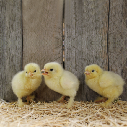 White Frizzle Cochin Bantam