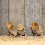 Mille Fleur d’uccle Bantam