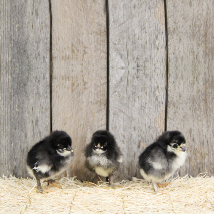 Black Copper Marans