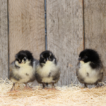 Black Australorp