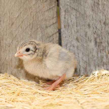 Lavender Guinea