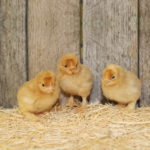 Red Cochin Bantam