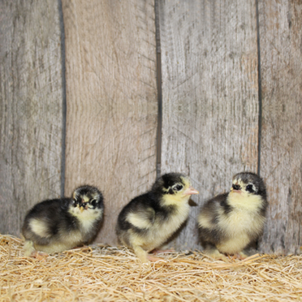 Black Cochin Bantam