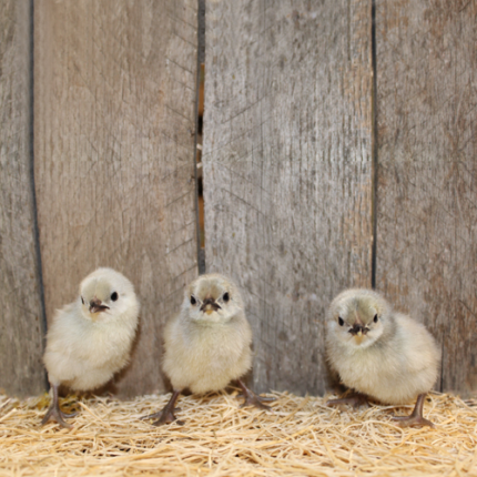 Self Blue Old English Bantam