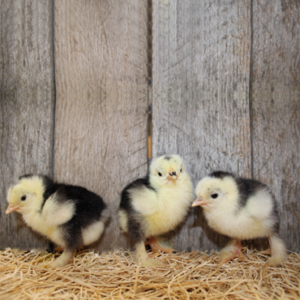 Mottled Cochin Bantam