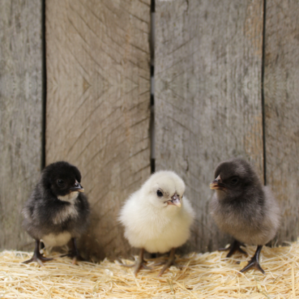 Lemon Blue Old English Bantam